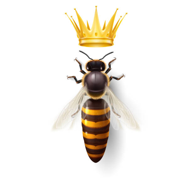 Queens – Vermont Beekeeping Supply, LLC