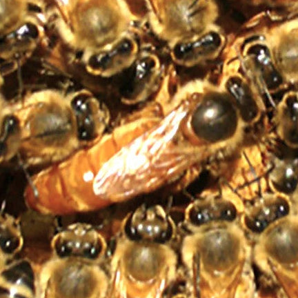 3LB Package Carniolians with a Mated Queen