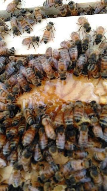3LB Packages of Italian Honey Bees with a Queen NO SHIPPING