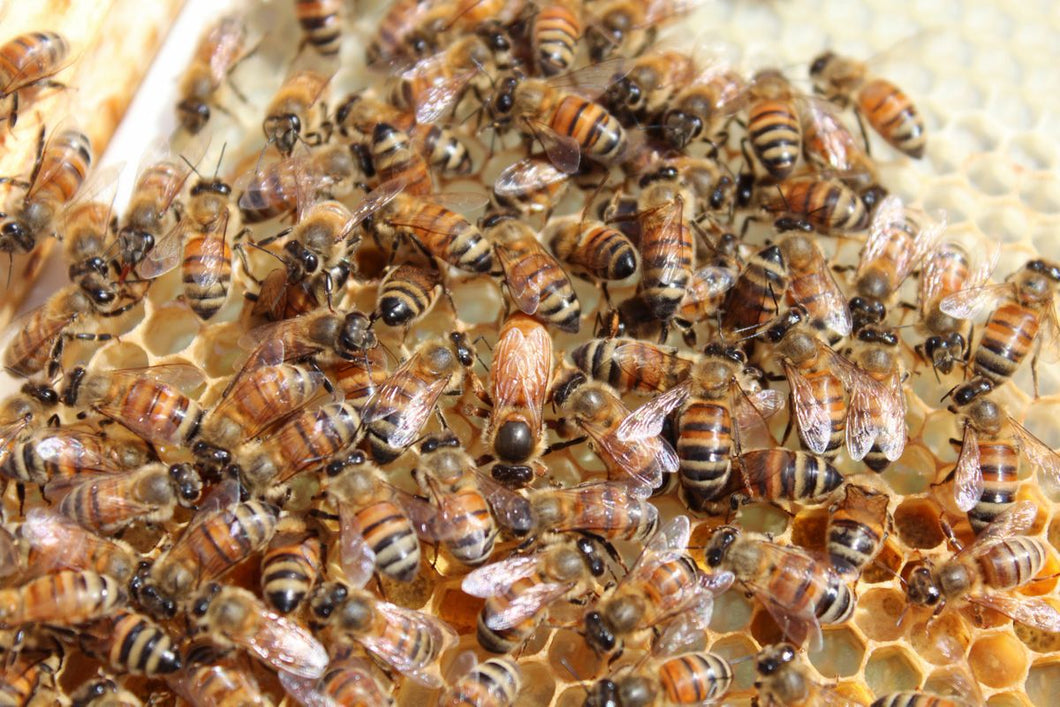 3LB Package Saskatraz Honey Bees with a Queen