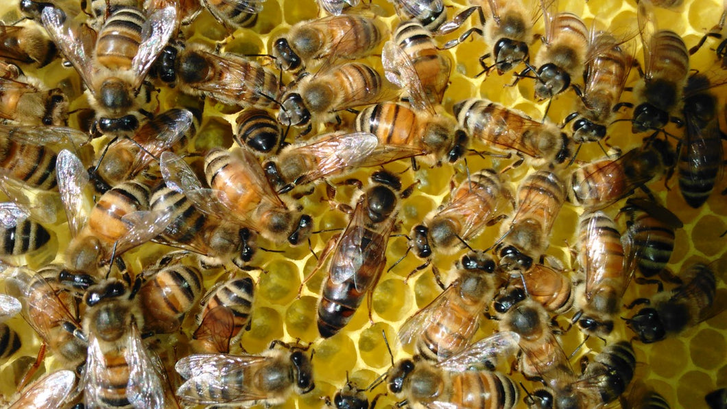 Saskatraz Honey Bees with a Mated Queen NO SHIPPING
